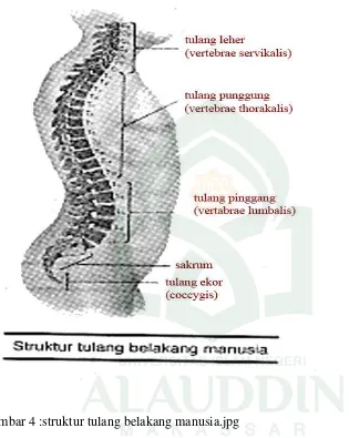 Gambar 4 :struktur tulang belakang manusia.jpg 