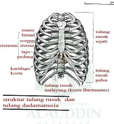 Gambar 5:struktur tulang rusuk dan tulang dada  manusia.jpg 