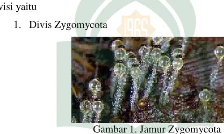 Gambar 1. Jamur Zygomycota