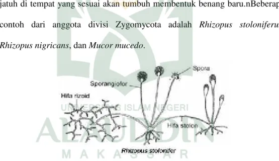 Gambar 2. Struktur tubuh jamur tempe (Rhizopus stolonifer) 38