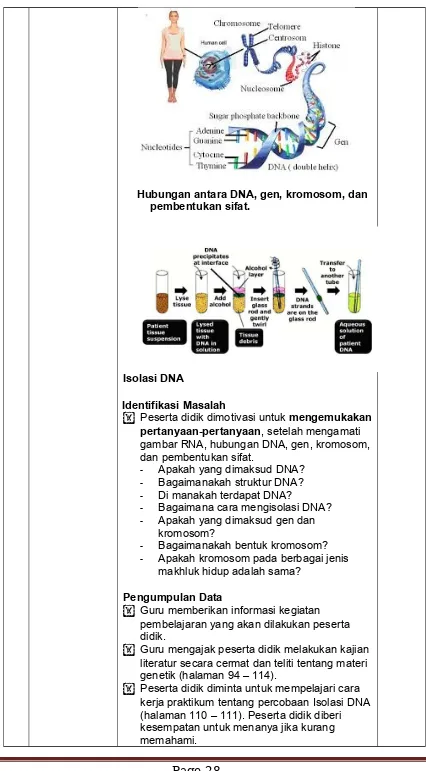 gambar RNA, hubungan DNA, gen, kromosom,