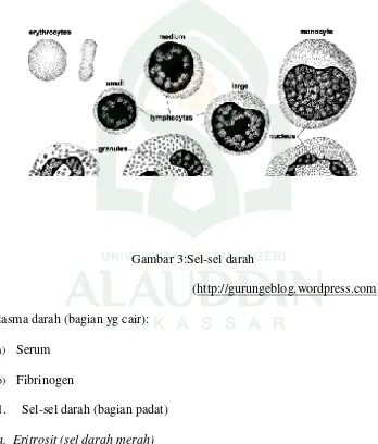 Gambar 3:Sel-sel darah 