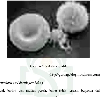 Gambar 5: Sel darah putih 