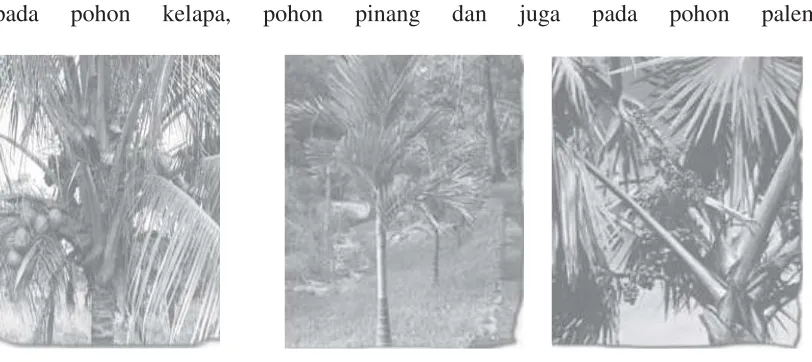 Gambar 1.2 Keanekaragaman Tingkat Jenis 