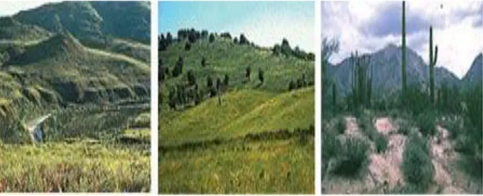 Gambar 1.3. Keanekaragaman ekosistem (a) padang rumput (b) padang 