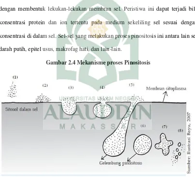 Gambar 2.4 Mekanisme proses Pinositosis 