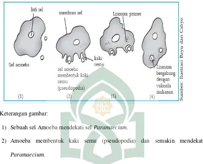 Gambar 2.5 Mekanisme proses fagositosis pada Amoeba 