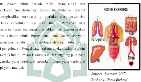 Gambar 1: Or Organ Ekskresi