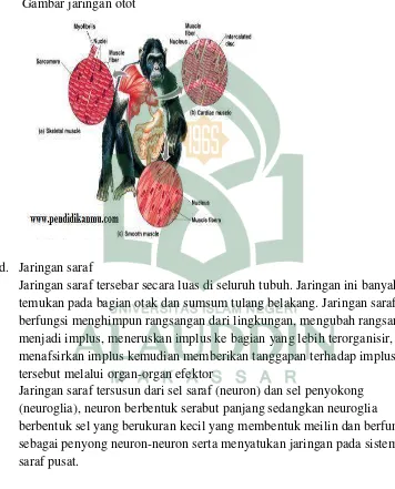 Gambar jaringan otot  