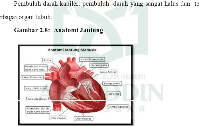 Gambar 2.8:  Anatomi Jantung