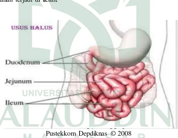 Gambar 5.13 Struktur anatomi usus halus dan bagiannya 
