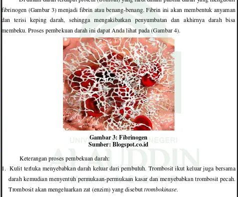Gambar 3: Fibrinogen 