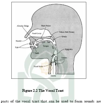 Figure 2.2 The Vocal Tract 
