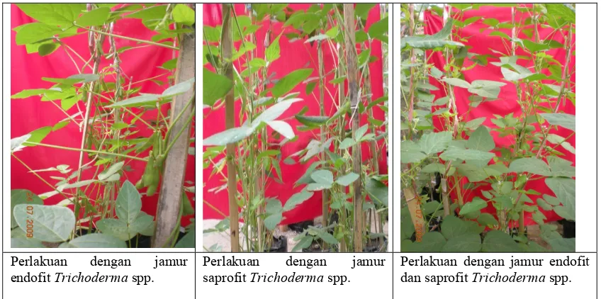 Gambar 8.  Pertumbuhan generatif  tanaman kedelai yang diperlakukan dengan jamur endofit dan saprofit Trichoderma spp