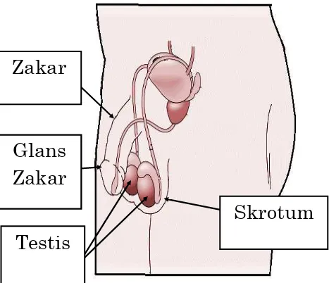 Gambarajah sistem reproduktif lelaki  Sumber:http://www.ilo.org/safework_bookshelf/english?content&nd=857170088 