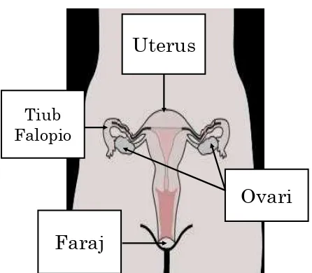 Gambarajah sistem reproduktif perempuan  Sumber: http://www.en.wikipedia.org  