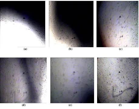 Figure 4. Trinoculer electronic microscope observation result  