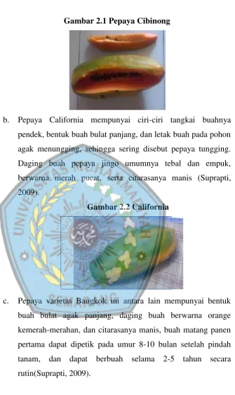 Gambar 2.1 Pepaya Cibinong