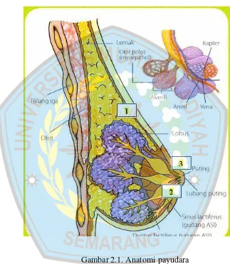 Gambar 2.1. Anatomi payudara 