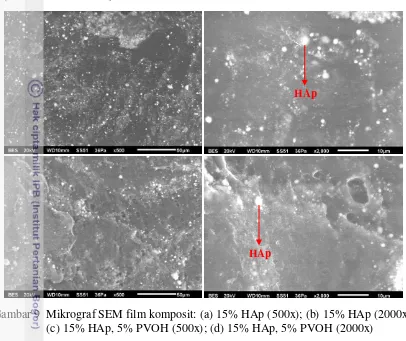 Gambar 9  Mikrograf SEM film komposit: (a) 15% HAp (500x); (b) 15% HAp (2000x);  