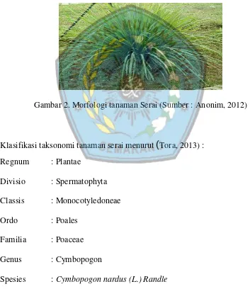 Gambar 2. Morfologi tanaman Serai (Sumber : Anonim, 2012) 