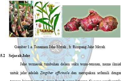 Gambar 1.a. Tanaman Jahe Merah , b. Rimpang Jahe Merah 