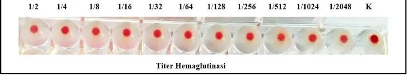 Gambar 1.B. Hasil Uji Hemglutinasi Protein Pilli S. typhi BA 07.4 terhadap Eritrosit Domba 