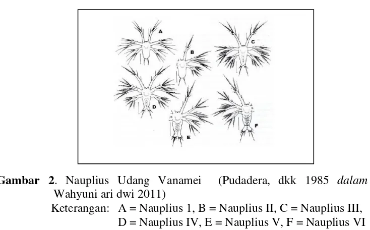 Gambar 2. Nauplius Udang Vanamei  (Pudadera, dkk 1985 dalam 