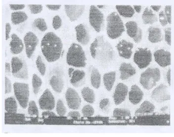 Gambar 12  SEM membran selulosa asetat  