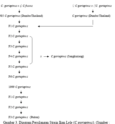 Gambar 3. Diagram Persilangan Strain Ikan Lele (C.gariepinus). (Sumber :  