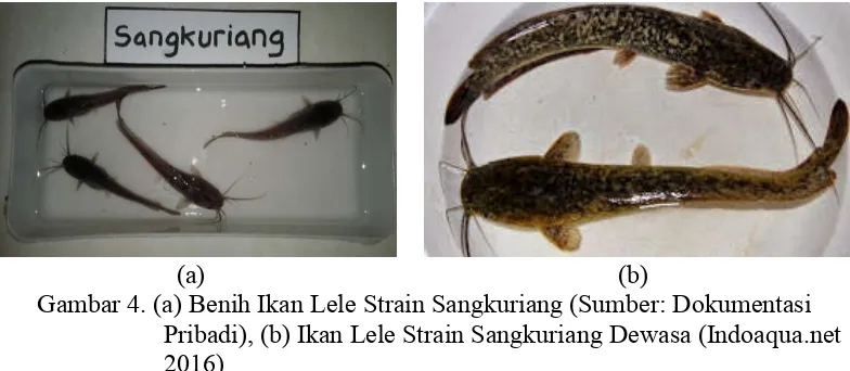 Gambar 4. (a) Benih Ikan Lele Strain Sangkuriang (Sumber: Dokumentasi    