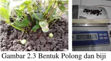 Gambar 2.3 Bentuk Polong dan biji 