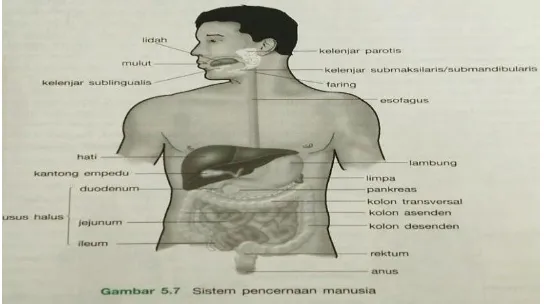 Gambar 2.1 Sistem Pencernaan Manusia.19