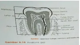 Gambar 2.2 Anatomi Gigi24
