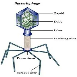 Gambar 2.2. Struktur Virus67