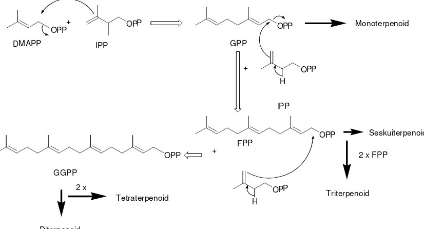 Gambar 4. Biosintesa Terpenoid (Mann, 1994)