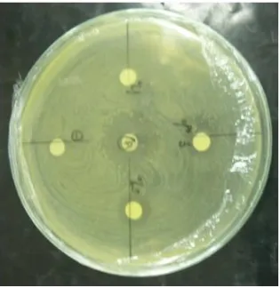 Gambar 10 .Hasil Uji Aktivitas Antibakteri farksi etilasetatterhadap Ralstonia solanacearum