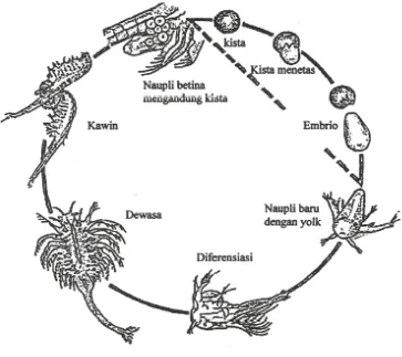 Gambar 4: Siklus Hidup Artemia salina Leach. ( Pechmanee, 2009 )