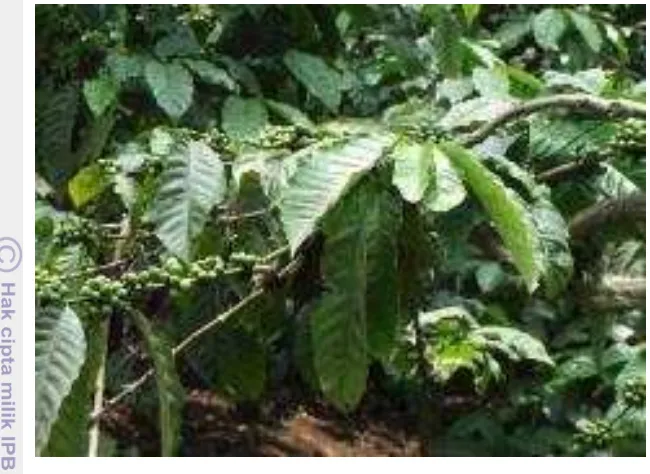 Gambar 14 Tanaman kopi robusta di Agrowisata Kakoba 