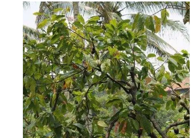 Gambar 16 Tanaman kakao (Theobroma cacao) di Agrowisata Kakoba 