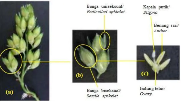 Gambar 2.3 Bagian-bagian pada raceme bunga sorgum: (a) raceme, (b) spikelet, (c) bunga biseksual/hermaprodit