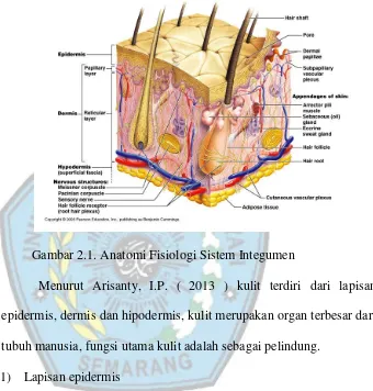 Gambar 2.1. Anatomi Fisiologi Sistem Integumen 
