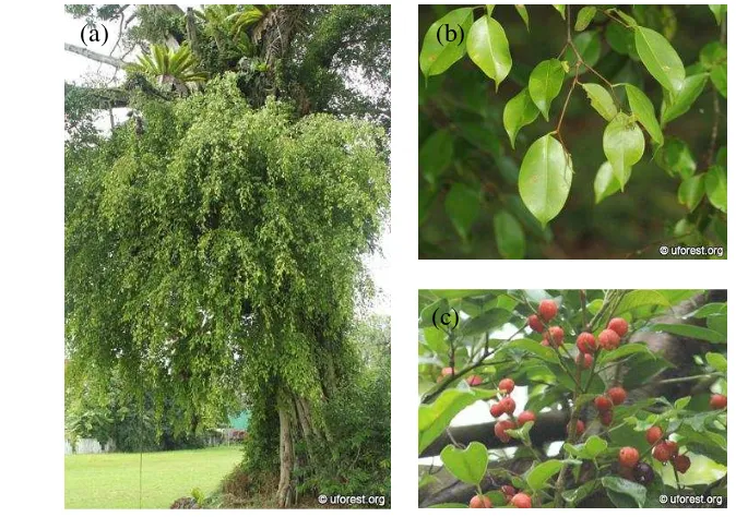Gambar 3  (a) Tajuk, (b) daun, dan (c) buah F. benjamina (beringin) Sumber: Urban Forest (2012) 