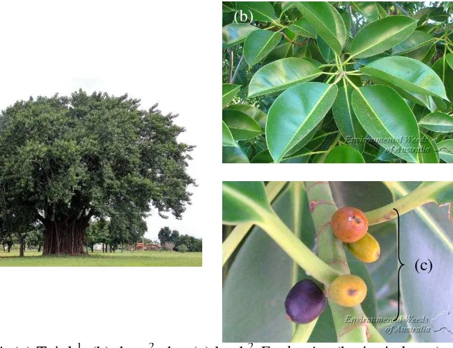 Gambar 4  (a) Tajuk1, (b) daun2, dan (c) buah2 F. elastica (beringin karet) 