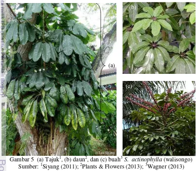 Gambar 5  (a) Tajuk 1, (b) daun2, dan (c) buah3 S.  actinophylla (walisongo) 