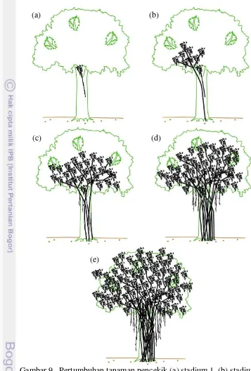 Gambar 9   Pertumbuhan tanaman pencekik (a) stadium 1, (b) stadium 2,  