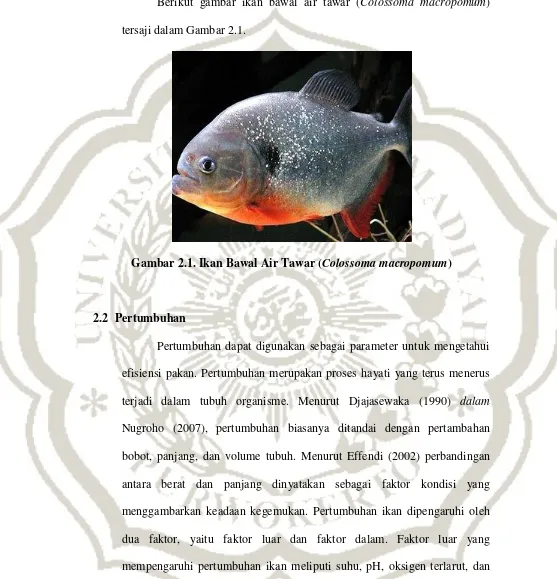 Gambar 2.1. Ikan Bawal Air Tawar (Colossoma macropomum) 