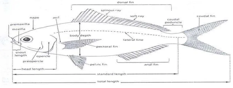 Gambar  5 : Cara pengukuran panjang ikan 