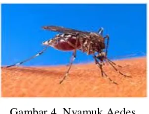 Gambar 4. Nyamuk Aedes 