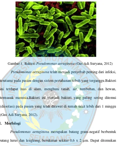 Gambar 1. Bakteri Pseudomonas aeruginosa (Gus Adi Suryana, 2012)